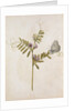 Common Vetch and Black Veined White Butterfly by Jacques Le Moyne de Morgues