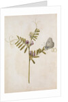 Common Vetch and Black Veined White Butterfly by Jacques Le Moyne de Morgues