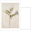 Common Vetch and Black Veined White Butterfly by Jacques Le Moyne de Morgues