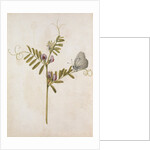 Common Vetch and Black Veined White Butterfly by Jacques Le Moyne de Morgues