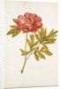 Peony by Jacques Le Moyne de Morgues