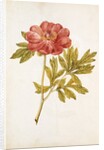 Peony by Jacques Le Moyne de Morgues