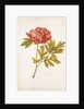 Peony by Jacques Le Moyne de Morgues