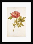 Peony by Jacques Le Moyne de Morgues