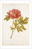 Peony by Jacques Le Moyne de Morgues