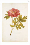Peony by Jacques Le Moyne de Morgues