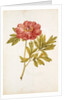 Peony by Jacques Le Moyne de Morgues
