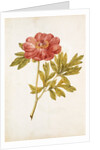 Peony by Jacques Le Moyne de Morgues
