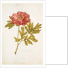 Peony by Jacques Le Moyne de Morgues