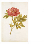 Peony by Jacques Le Moyne de Morgues