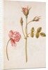 Pink Rose by Jacques Le Moyne de Morgues