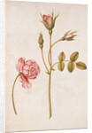 Pink Rose by Jacques Le Moyne de Morgues