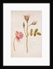 Pink Rose by Jacques Le Moyne de Morgues