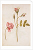 Pink Rose by Jacques Le Moyne de Morgues