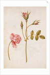 Pink Rose by Jacques Le Moyne de Morgues