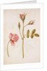 Pink Rose by Jacques Le Moyne de Morgues