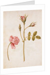 Pink Rose by Jacques Le Moyne de Morgues