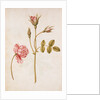 Pink Rose by Jacques Le Moyne de Morgues