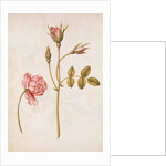 Pink Rose by Jacques Le Moyne de Morgues