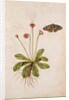 Daisy & Painted Lady Butterfly by Jacques Le Moyne de Morgues