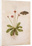 Daisy & Painted Lady Butterfly by Jacques Le Moyne de Morgues