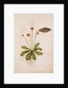 Daisy & Painted Lady Butterfly by Jacques Le Moyne de Morgues