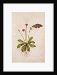 Daisy & Painted Lady Butterfly by Jacques Le Moyne de Morgues