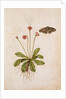 Daisy & Painted Lady Butterfly by Jacques Le Moyne de Morgues