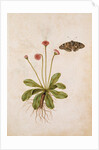 Daisy & Painted Lady Butterfly by Jacques Le Moyne de Morgues