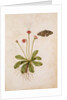 Daisy & Painted Lady Butterfly by Jacques Le Moyne de Morgues