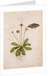 Daisy & Painted Lady Butterfly by Jacques Le Moyne de Morgues