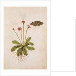 Daisy & Painted Lady Butterfly by Jacques Le Moyne de Morgues
