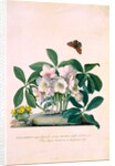 True Black Hellebore by Georg Dionysus Ehret