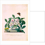 True Black Hellebore by Georg Dionysus Ehret