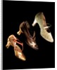 Woman's shoes. Britain and Monaco, early 20th century by Unknown