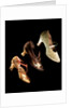 Woman's shoes. Britain and Monaco, early 20th century by Unknown