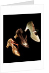 Woman's shoes. Britain and Monaco, early 20th century by Unknown