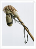 Homemade hobby horse by Anonymous