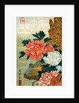 Peony and a Peacock by Utagawa Hiroshige I