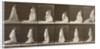 Woman picking up the hem of her dress by Eadweard Muybridge