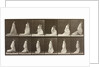 Woman picking up the hem of her dress by Eadweard Muybridge