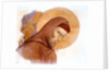 The Head of St Francis by Edward Kaiser