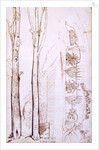 Sketches of trees and a hilly landscape by Samuel Palmer