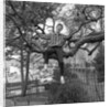Cliff Richard singing on a tree by Harry Hammond