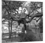 Cliff Richard singing on a tree by Harry Hammond