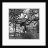 Cliff Richard singing on a tree by Harry Hammond