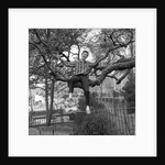 Cliff Richard singing on a tree by Harry Hammond