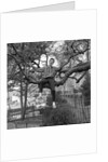 Cliff Richard singing on a tree by Harry Hammond