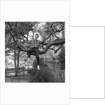 Cliff Richard singing on a tree by Harry Hammond
