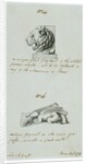 Lion and Griffin by Charles Heathcote Tatham